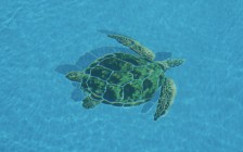 swimming pool mosaics1