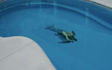 swimming pool mosaics8